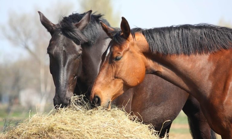 What To Feed Horses: Complete Guide for Healthy Nutrition