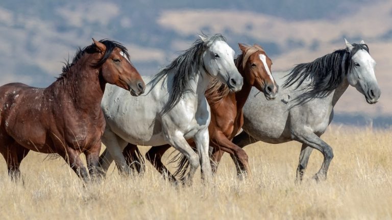 Where Does A Wild Horse Live: Top Habitats And Survival Tips