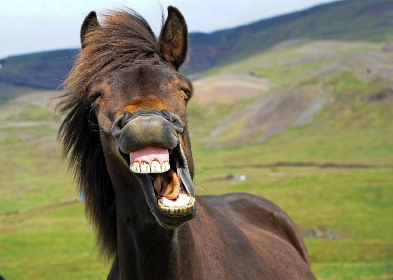 Why Do Horses Show Their Teeth: Causes, Meanings, And Behavior Insights