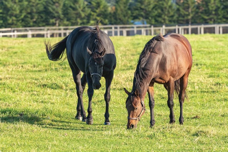 Why Do Horses Stomp Their Feet? Surprising Reasons Behind This Common Behavior