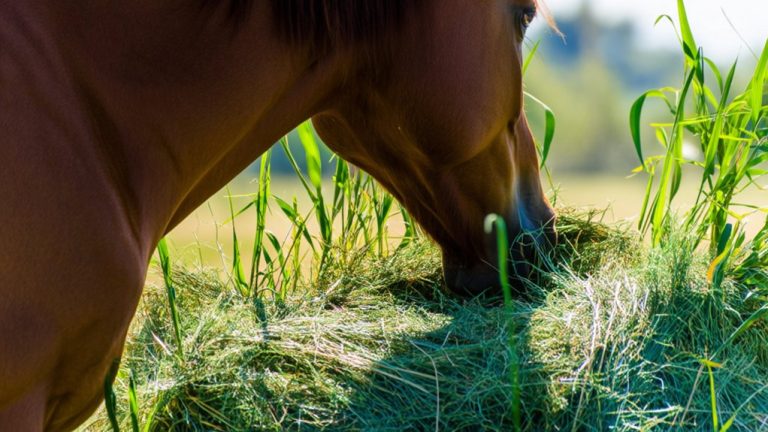 assessing bermuda hay s suitability