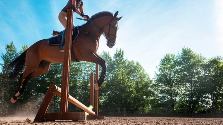 guide to horse jumping