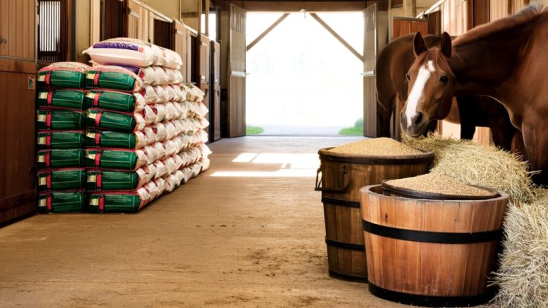 horse feed monthly expenses