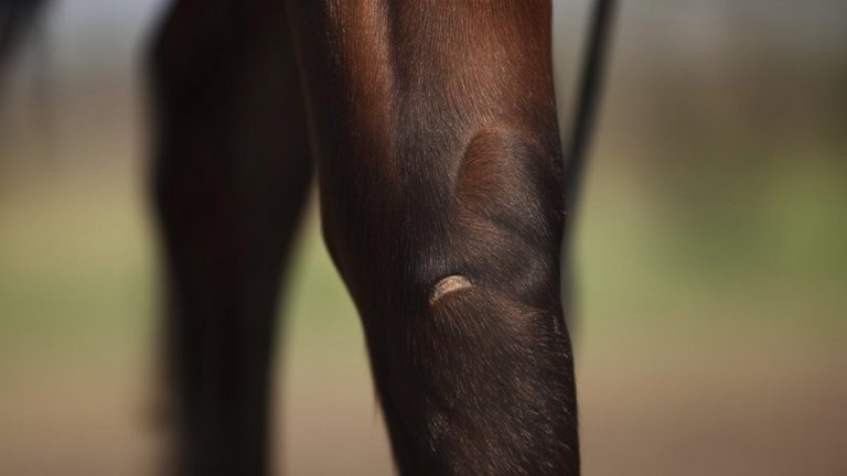 horse hoof growth abnormality