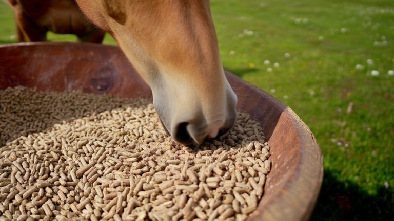 horses and goat feed