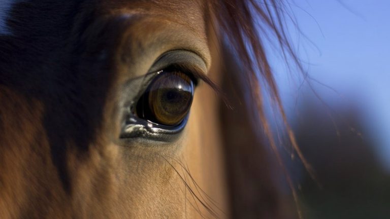 horses can see at night