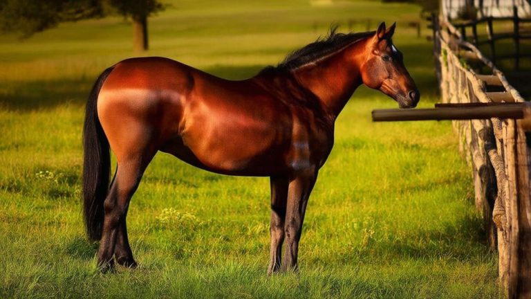 morgan horse height range